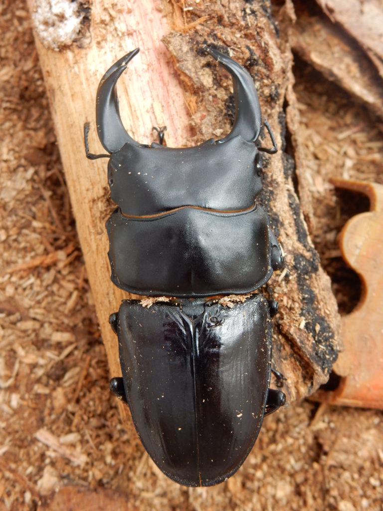 国産　オオクワ　82mm